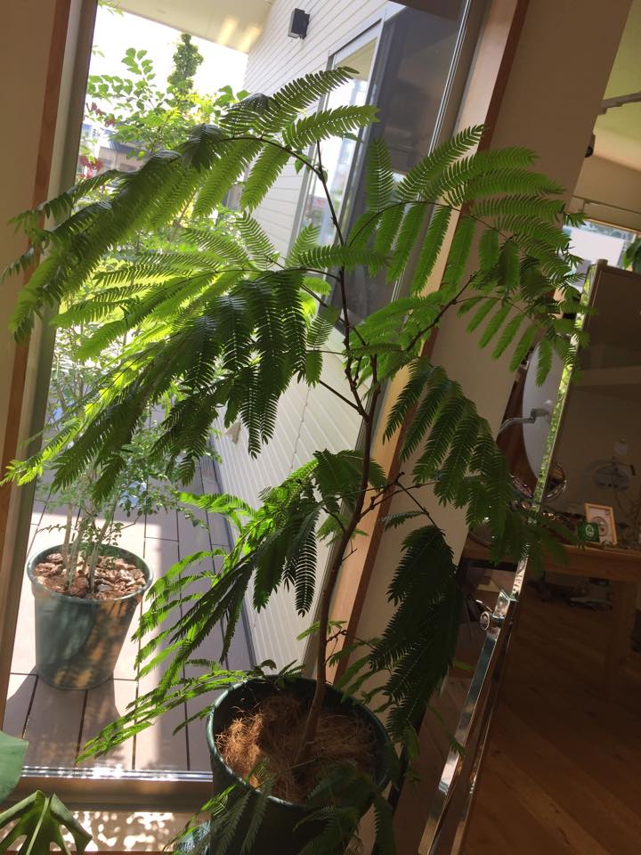 イナリヤ石下店の窓辺にある観葉植物